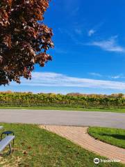 Cellar Door Wine Experience