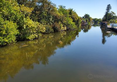 Berkeley Canal Manatee Observation Point