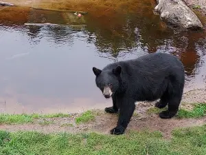 Oswald's Bear Ranch