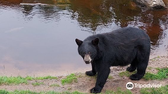 Oswald’s Bear Ranch