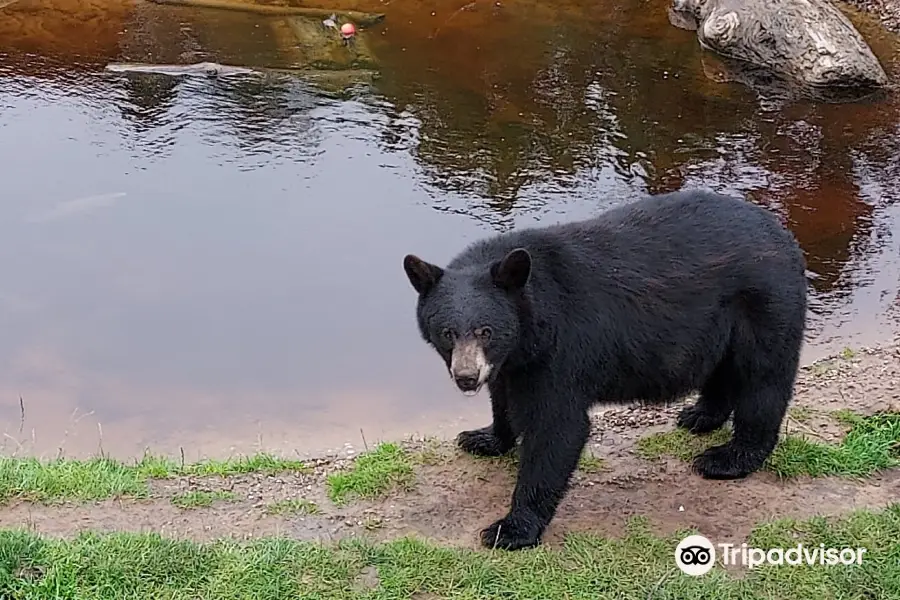 Oswald's Bear Ranch