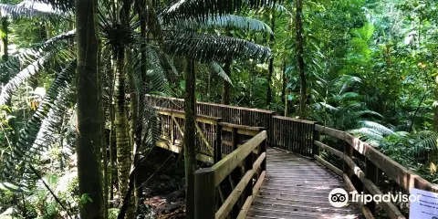 金達巴木棧步道