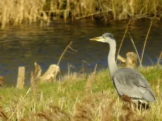 Brandon Marsh Nature Reserve