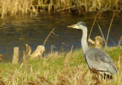 Brandon Marsh Nature Reserve