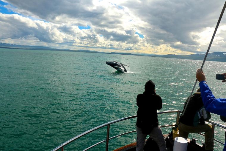 Whale Watching In Husavik