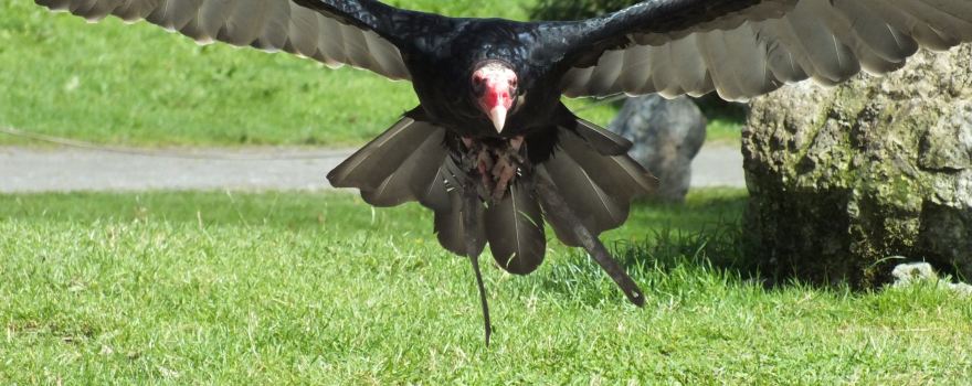 Eagles Flying