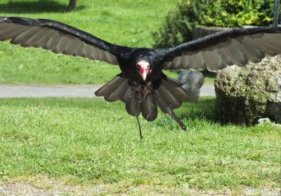 Eagles Flying