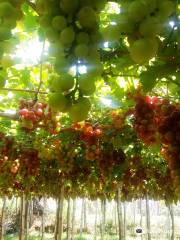 Gapuz Grapes Farm