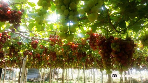 Gapuz Grapes Farm