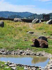 Montana Grizzly Encounter