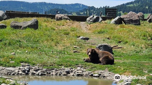 Montana Grizzly Encounter