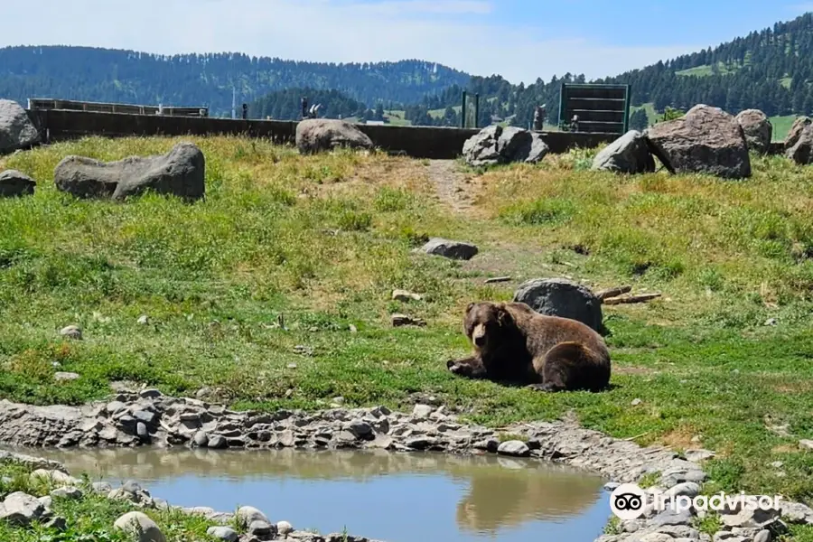 Montana Grizzly Encounter