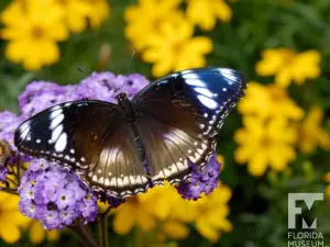 Butterfly Rainforest at the Florida Museum of Natural History