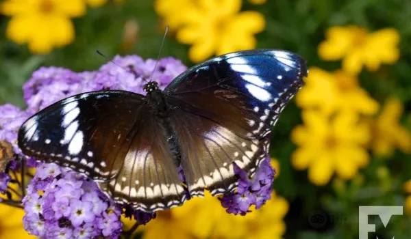 Butterfly Rainforest at the Florida Museum of Natural History