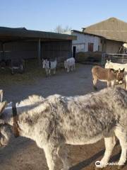 Island Farm Donkey Sanctuary