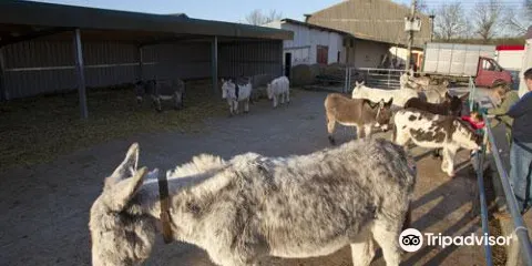 Island Farm Donkey Sanctuary