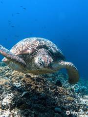 DSM Dive - Gili Trawangan