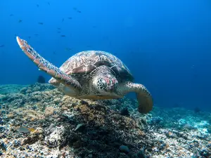 DSM Dive Gili Trawangan & Lombok