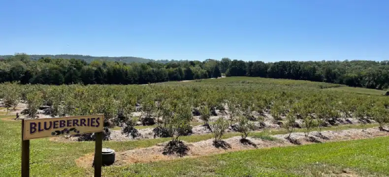 Hotels in Stone County