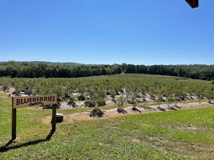 Stone County