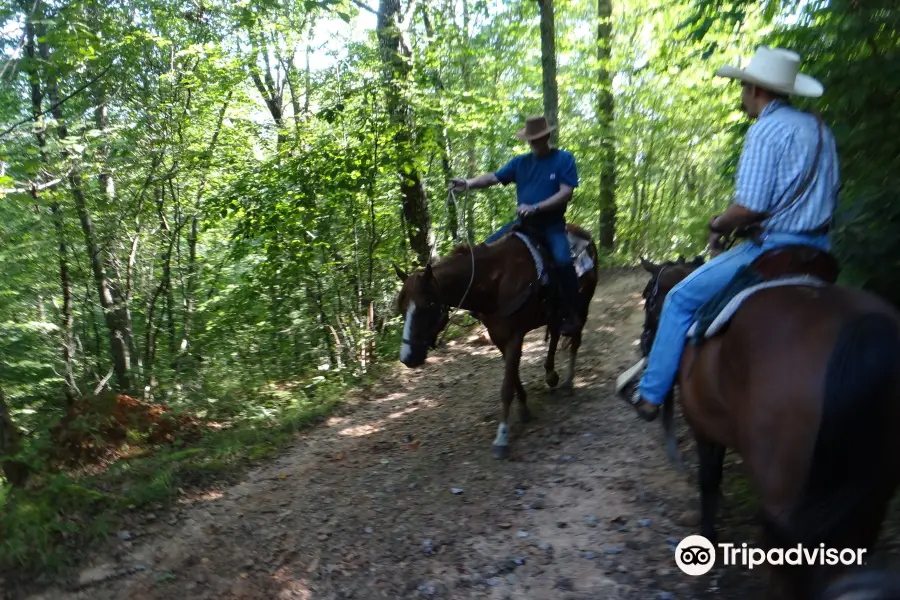 Pisgah Forest Riding Stables