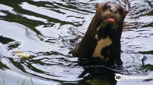 Chestnut Centre Otter, Owl & Wildlife