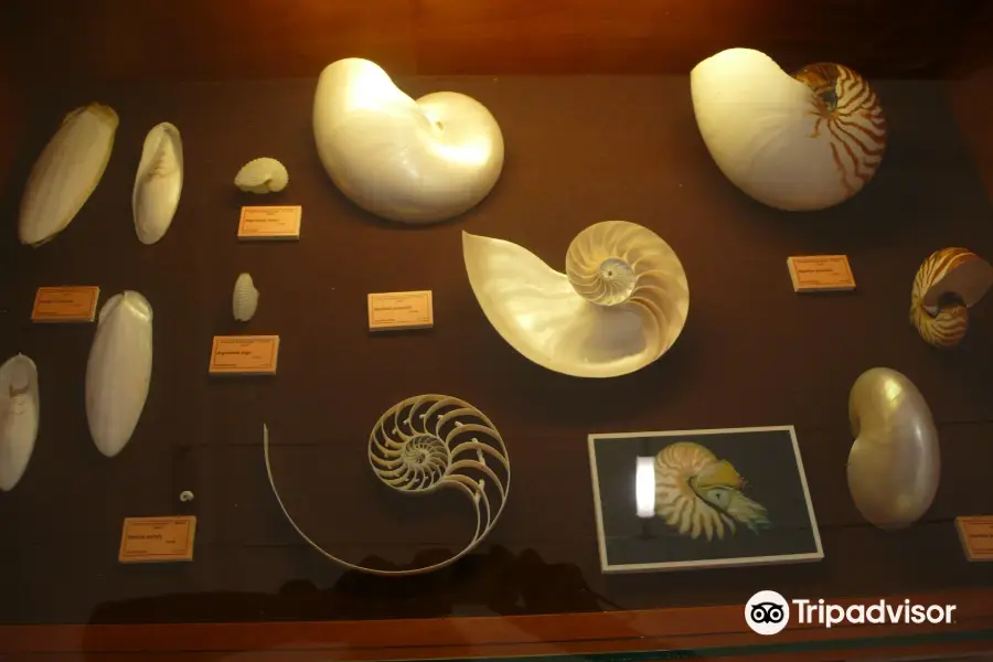 Malacology (Shellfish) Museum