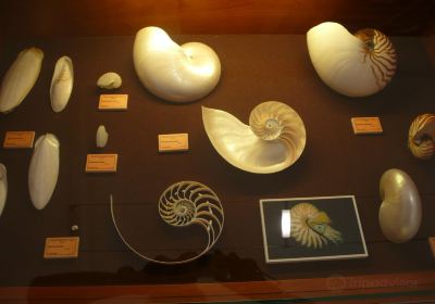Malacology (Shellfish) Museum