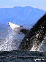 Whale Watching Sayulita - La Orca de Sayulita