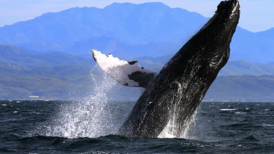 Whale Watching Sayulita - La Orca de Sayulita