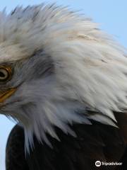 Raptor Foundation