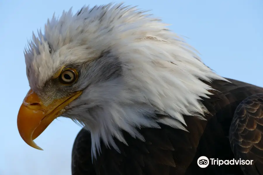 Raptor Foundation