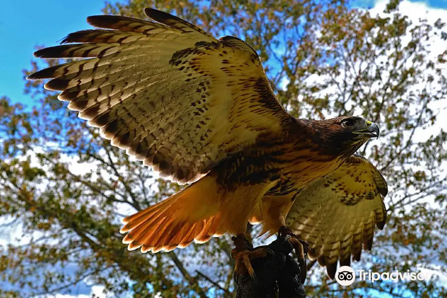 Georgia Mountain Falconry