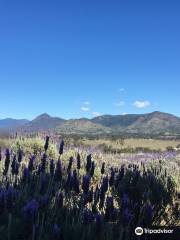 Kooroomba Vineyards and Lavender Farm.