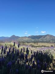 Kooroomba Vineyards and Lavender Farm