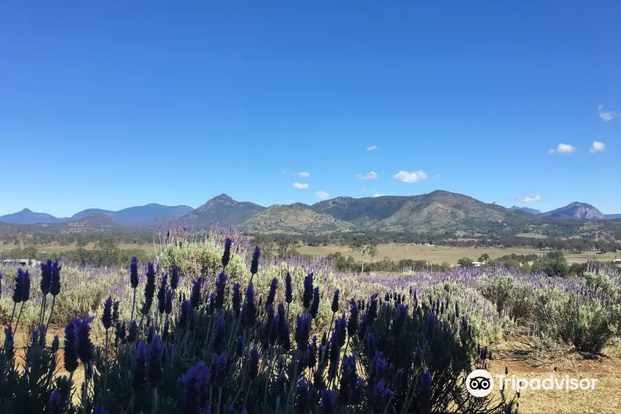 Kooroomba Vineyards and Lavender Farm.