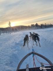 Wild Motion Siberian Huskies