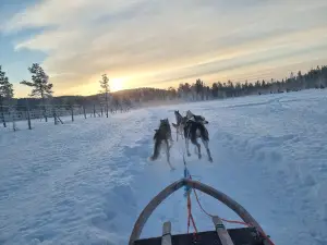 Wild Motion Siberian Huskies