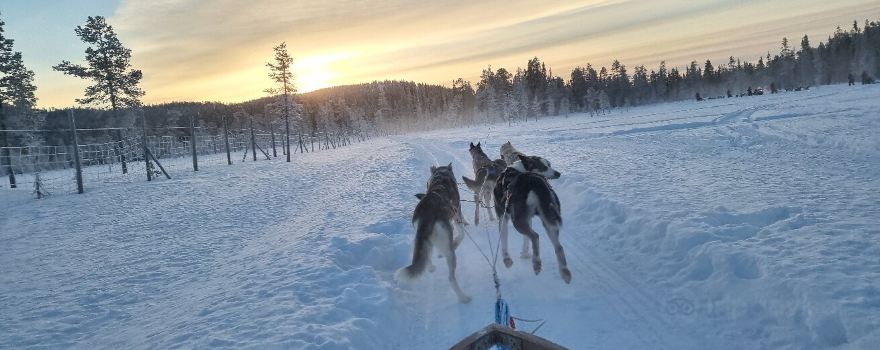 Wild Motion Siberian Huskies