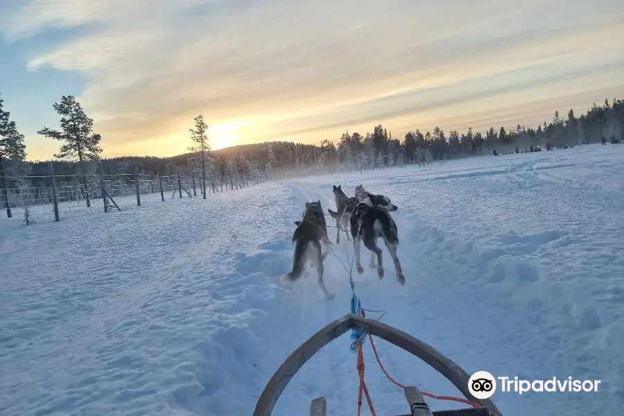 Wild Motion Siberian Huskies
