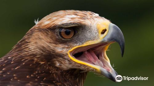 The Devon Bird of Prey Centre