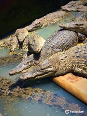 Asam Kumbang Crocodile Farm