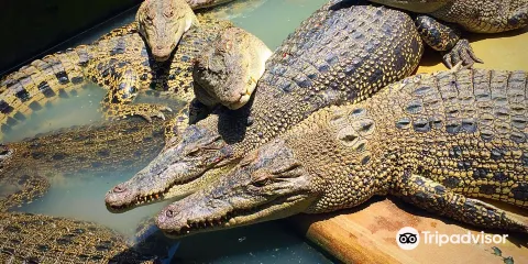 Asam Kumbang Crocodile Farm