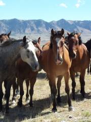 Deerwood Ranch Wild Horse EcoSanctuary