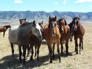 Deerwood Ranch Wild Horse EcoSanctuary