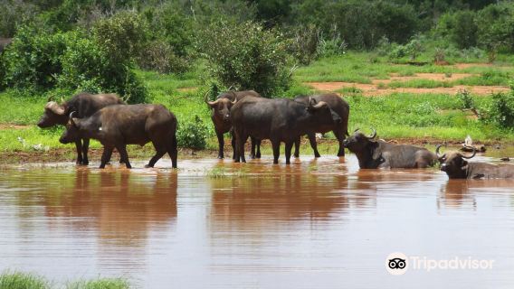 Tsavo East