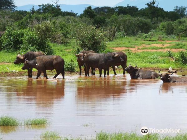 Tsavo East