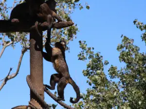 Parque Zoológico de Lagos