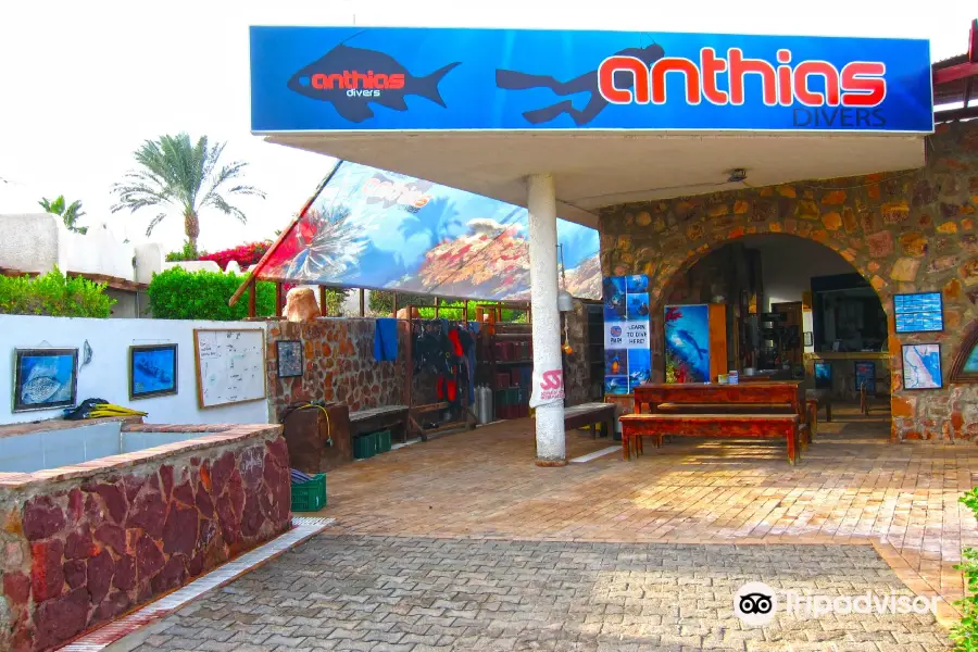 Anthias Divers, Sharm el Sheikh