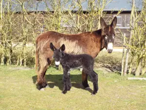 Hamerton Zoo Park